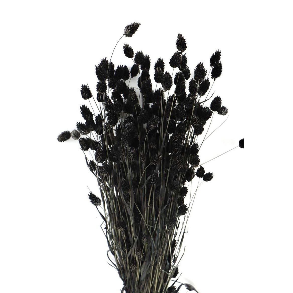 Phalaris - czarny - kanarek - suszone kwiaty