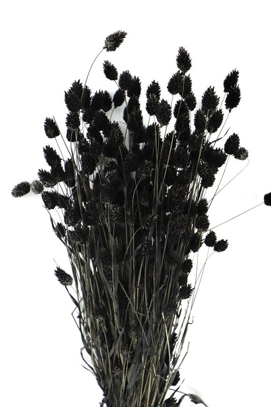 Phalaris - czarny - kanarek - suszone kwiaty