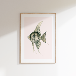 Fine art print featuring a detailed illustration of a green and white striped angelfish. The print is available in three sizes: A4, A3, and A2.
