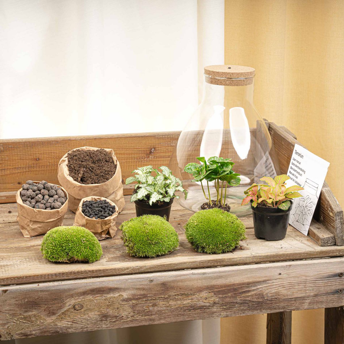 Zestaw do samodzielnego wykonania terrarium - Kawa Sam ze światłem - Ogród butelkowy - ↑ 30 cm