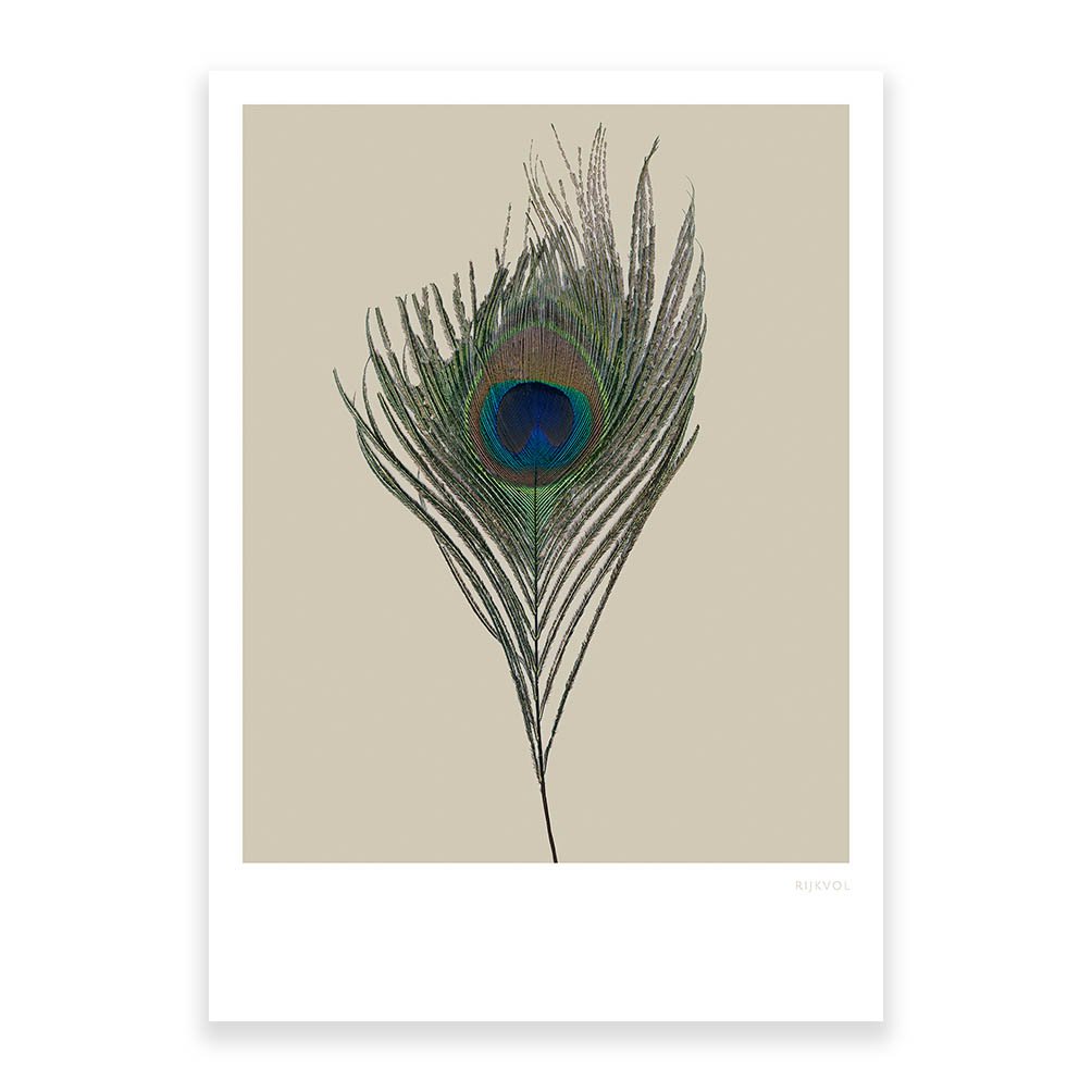 Pfau 01, Postkarte