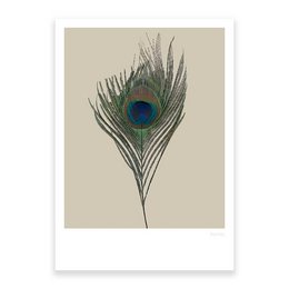 Pfau 01, Postkarte