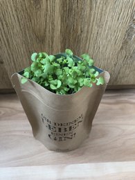 Chill & Grill (Basil)