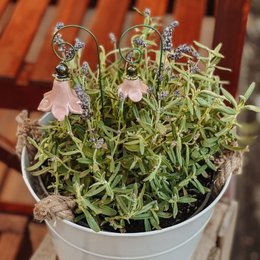 Campanula + bastone
