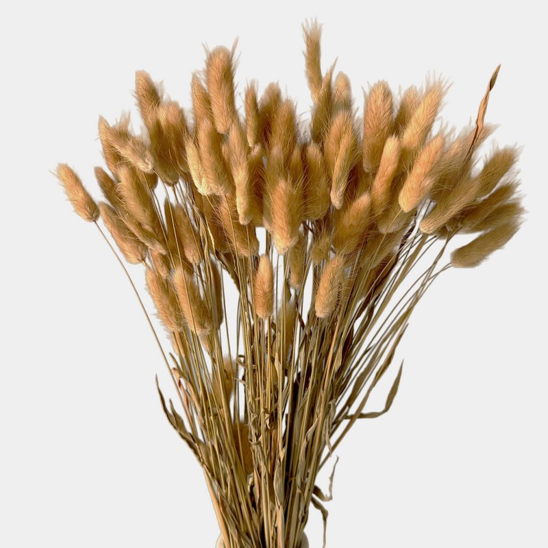 Natural Bunny Tails (Lagurus) 50g