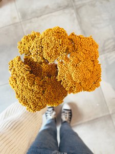Achillea Parker gele gedroogde bloemen