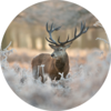 Red deer