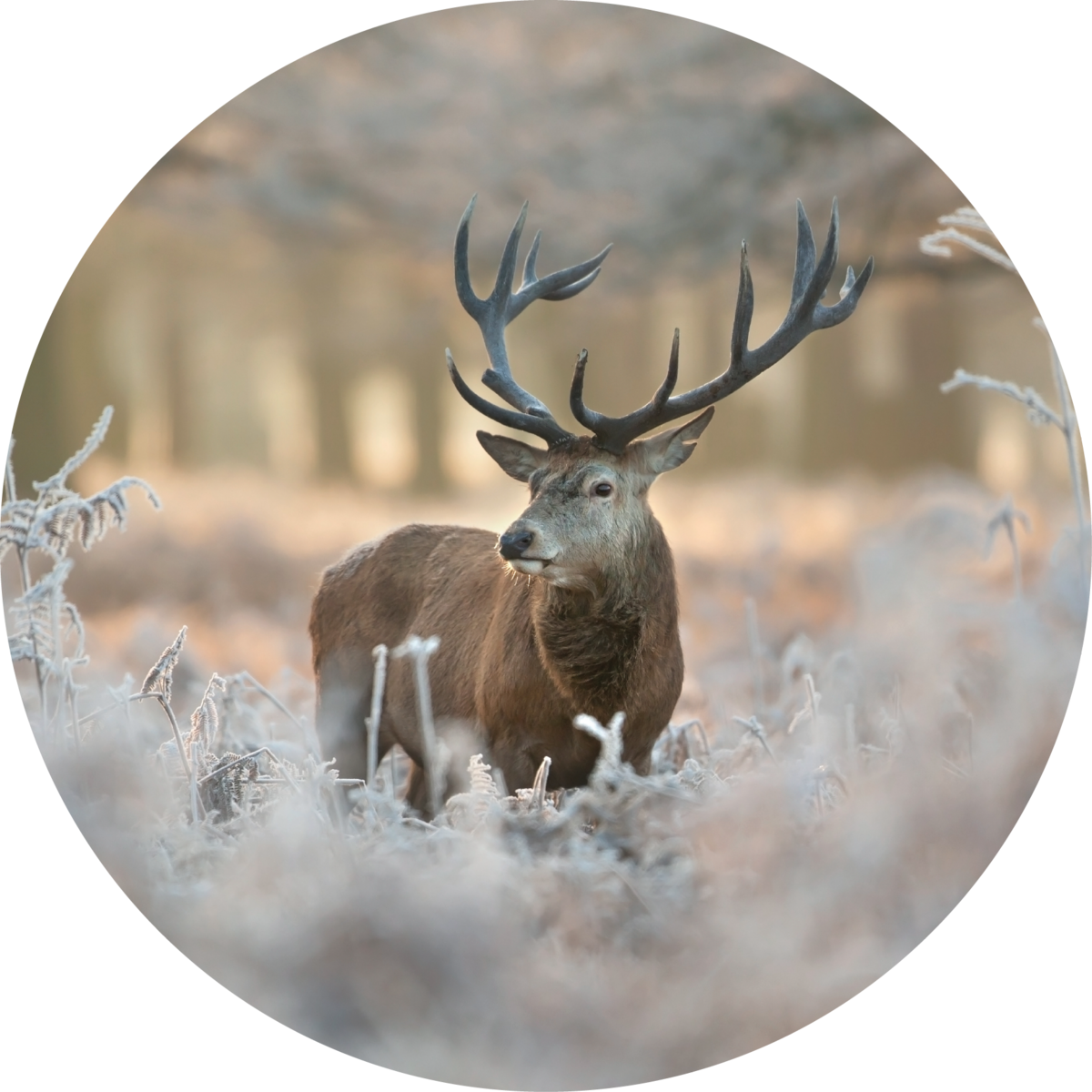 Red deer