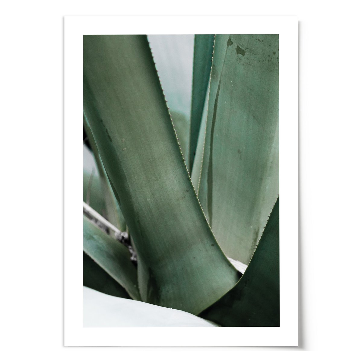 Poster: Agave