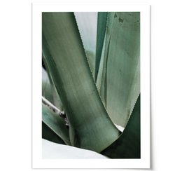 Poster: Agave