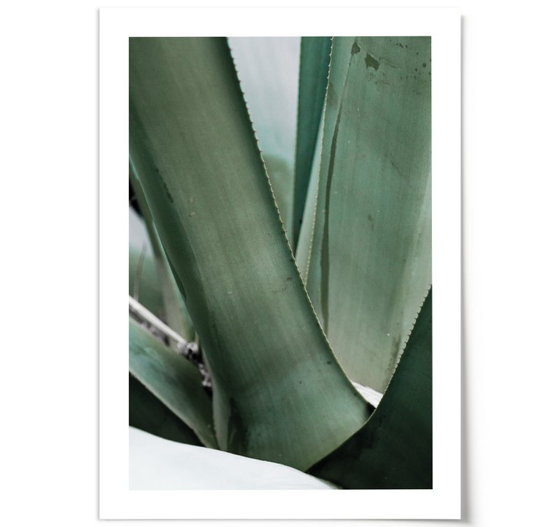 Poster: Agave