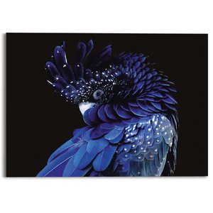 Plexiglasbild Acryl Art Blauer Papagei 50x70