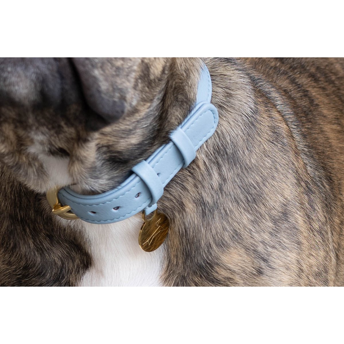 Hondenhalsband luxe leer met naam penning - Klassiek - Licht Blauw