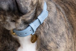 Collare per cani in pelle di lusso con targhetta per il nome - Classico - Azzurro