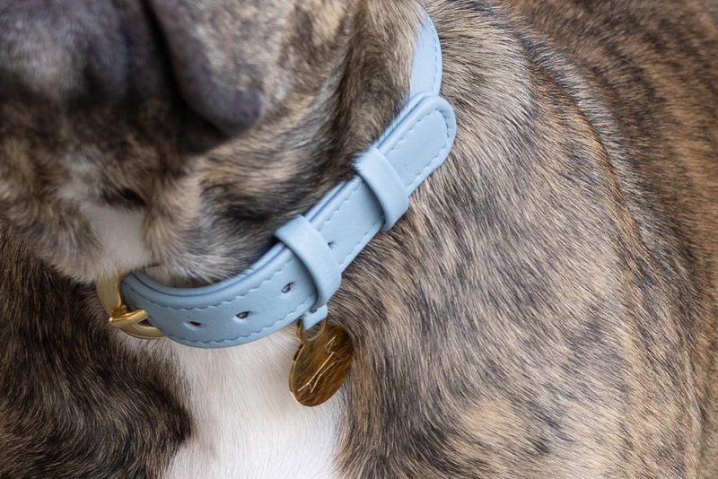 Collare per cani in pelle di lusso con targhetta per il nome - Classico - Azzurro