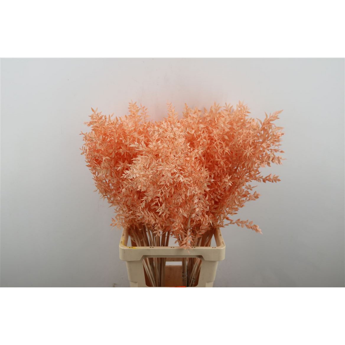Ruscus - 70 cm - dried flowers