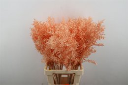 Ruskus - 70 cm - Trockenblumen