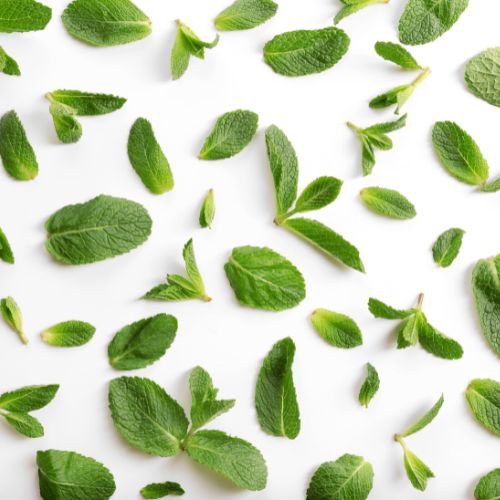 BIO-Zahnpasta mit Pfefferminzpaste