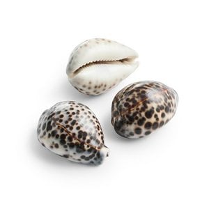 Schelp Cowrie Tiger; Set of 3 pieces