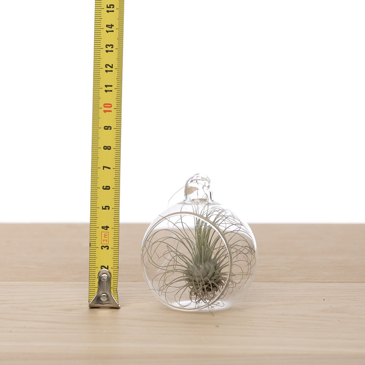 Bulbe de Tillandsia en Verre 6cm