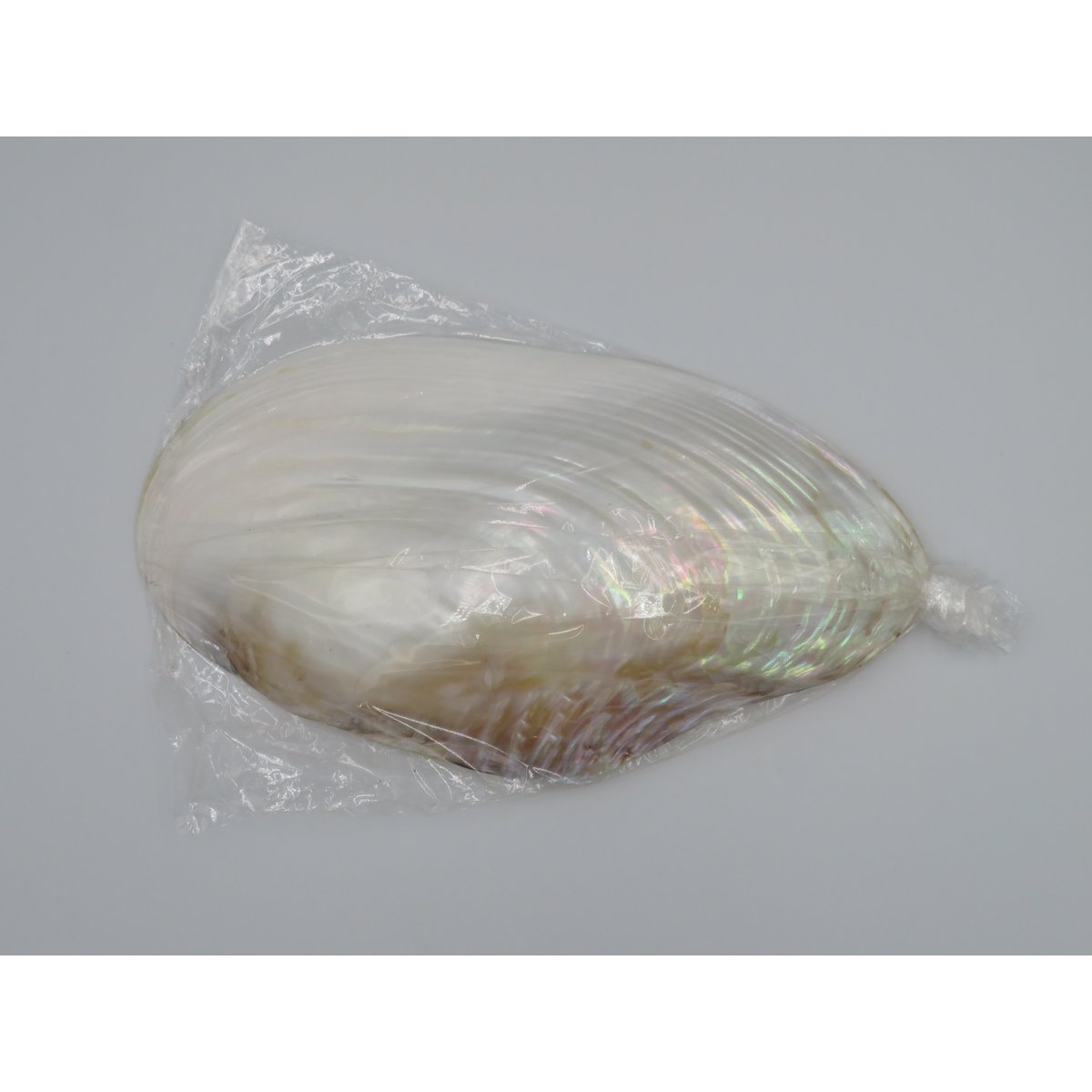 Mother-of-pearl shell - Kupang 20-22 cm