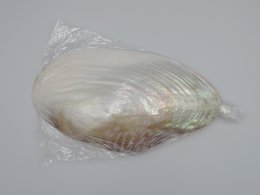 Mother-of-pearl shell - Kupang 20-22 cm