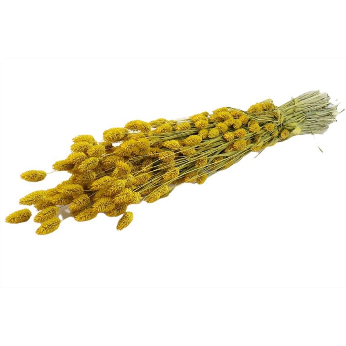Phalaris - 60 cm - Kwiaty suszone
