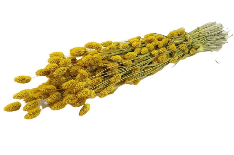 Phalaris - 60 cm - Dried flowers