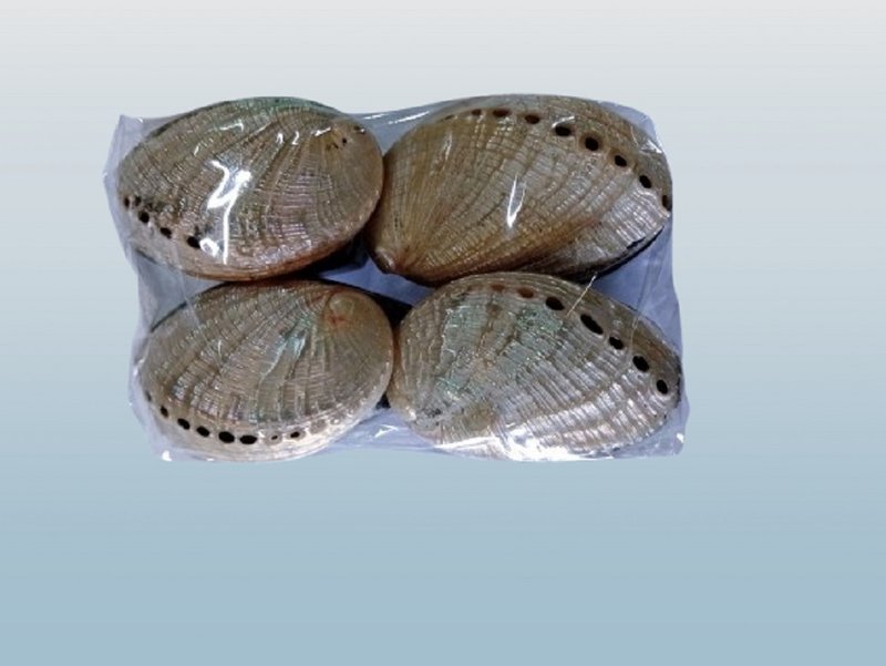 Ringbox Abalone Pillbox Denti Box