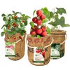 Kweek je eigen tomaten