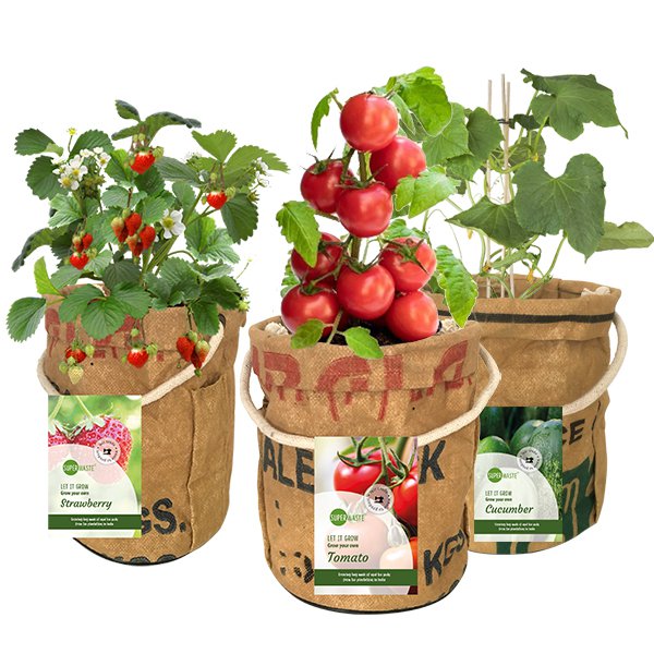 Grow your own tomatoes