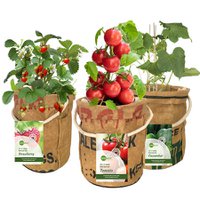 Grow your own tomatoes