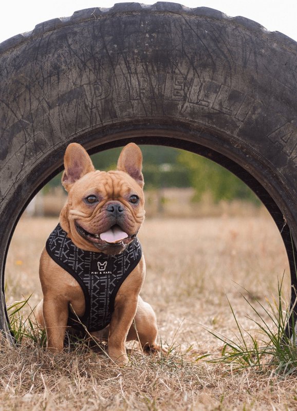 2-i-1 hundesele FK