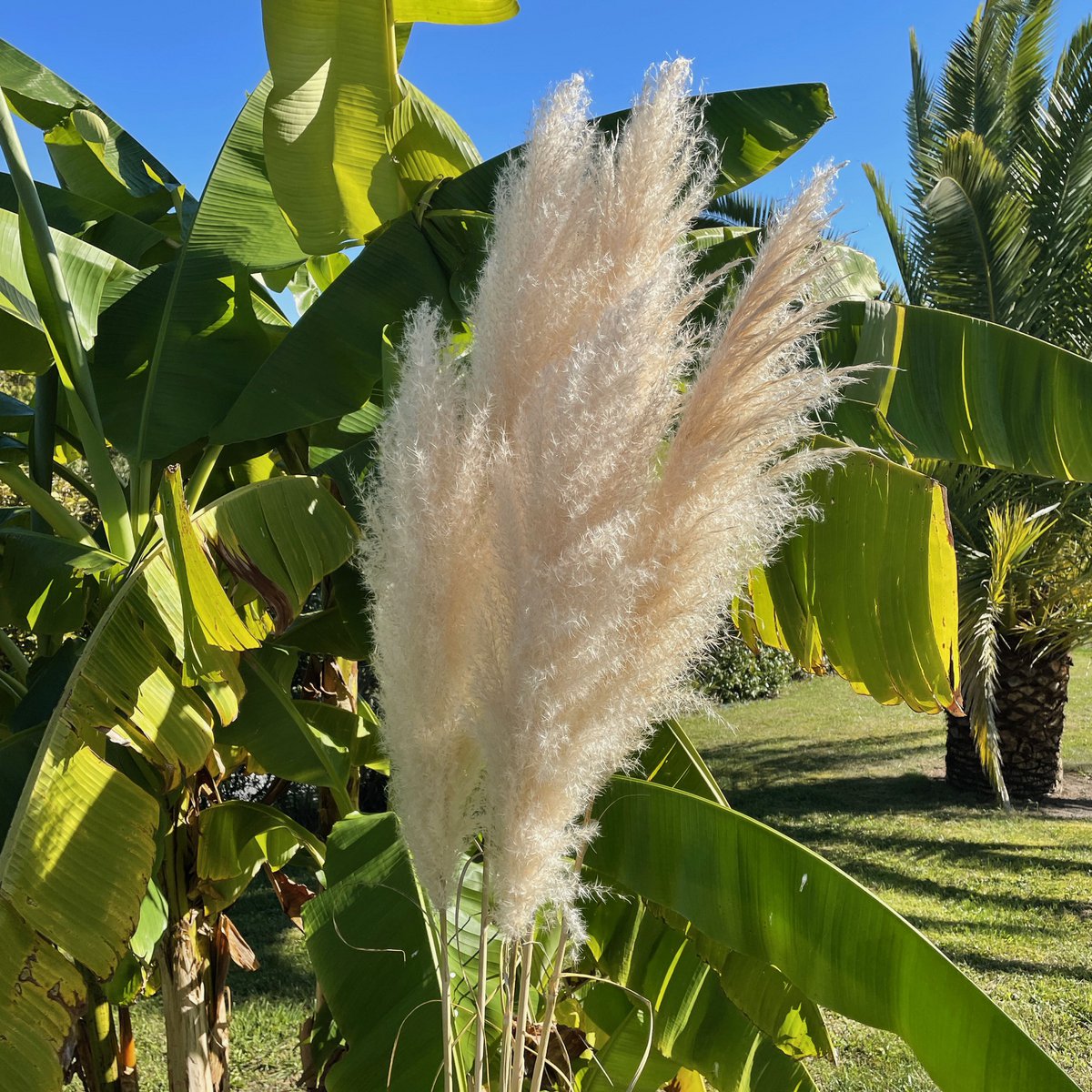 Pastos Naturales De La Pampa X10