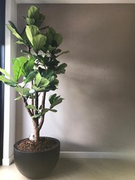 Plantenpot - Louisiana Black