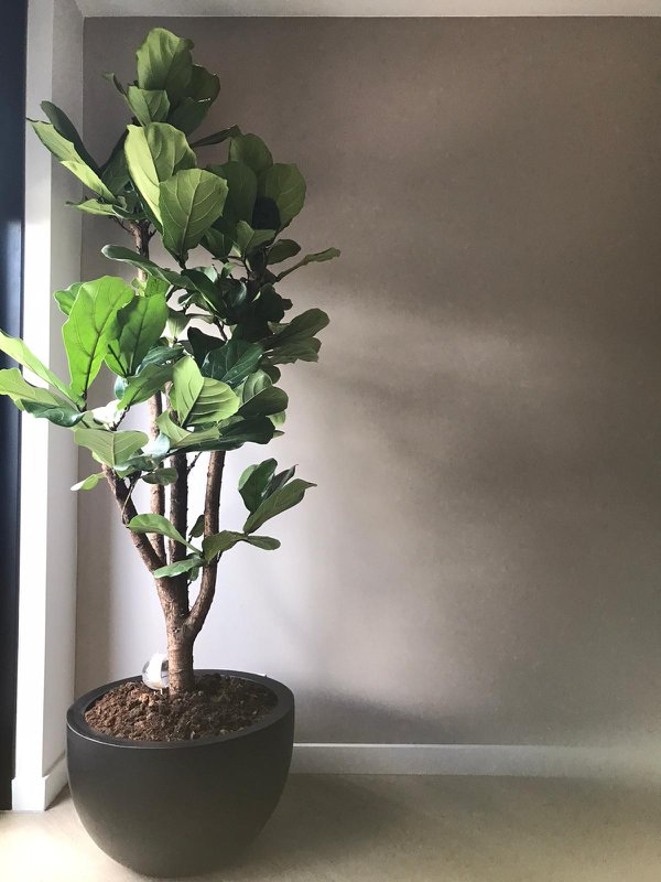Plantenpot - Louisiana Black