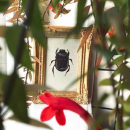 Kaartenset Insecten
