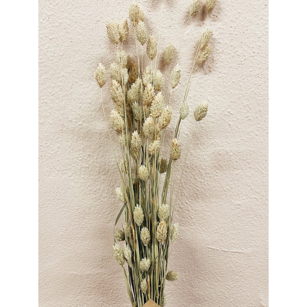 Naturalne suszone kwiaty Phalaris
