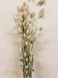 Naturalne suszone kwiaty Phalaris
