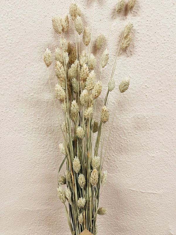 Naturalne suszone kwiaty Phalaris