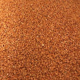Bulk Organic Coral Lentil