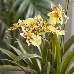 Plante artificielle - Orchidée - Jaune - 45cm