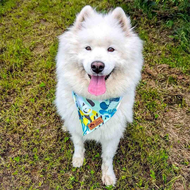 Reef necklace and bandana
