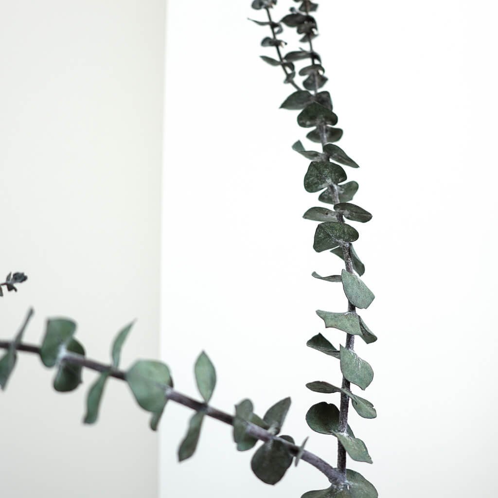 Eukalyptus Baby - der Feine