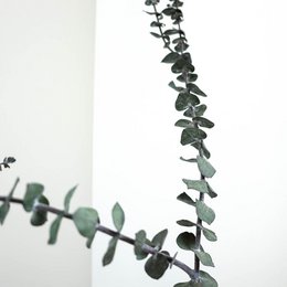 Eukalyptus Baby - der Feine