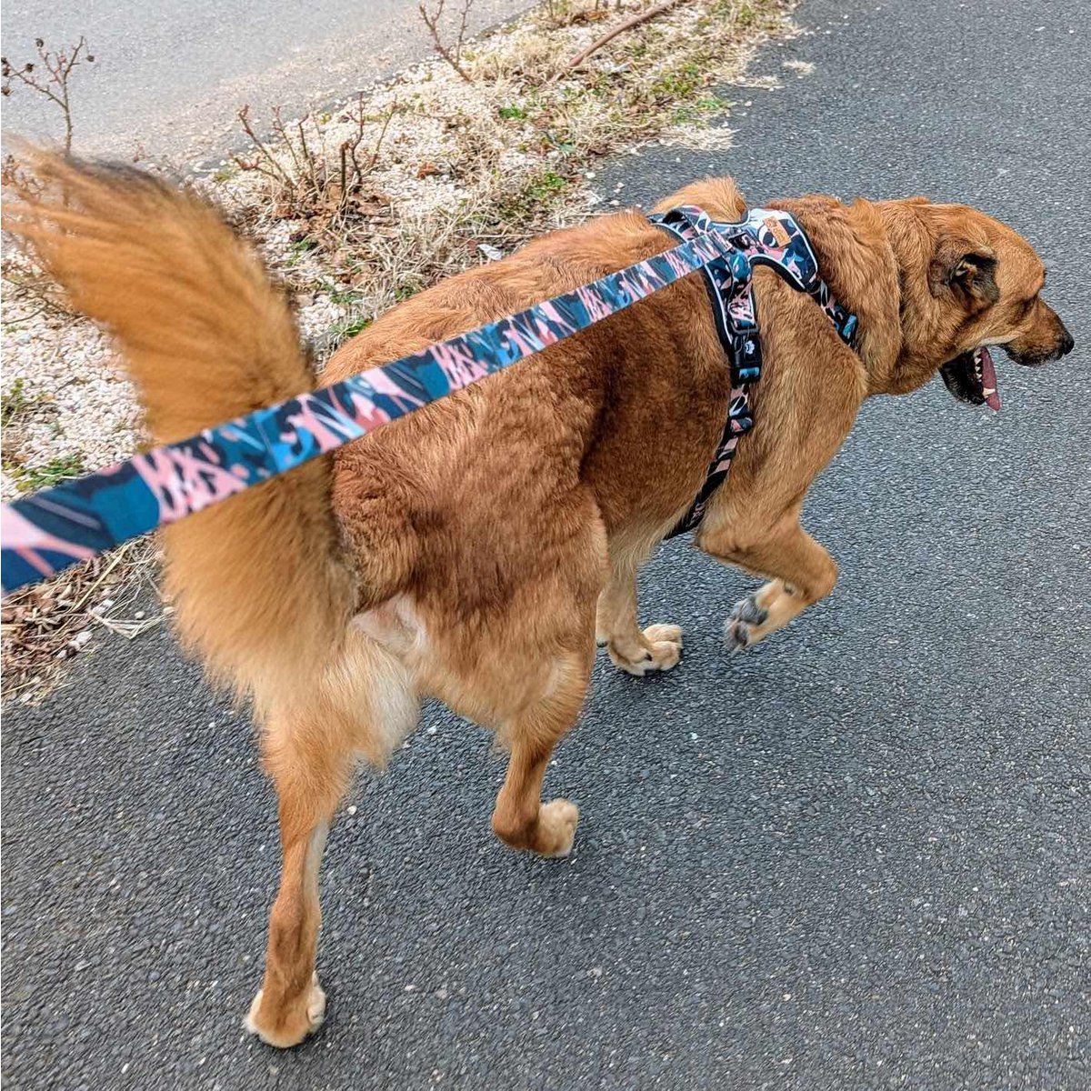 Savane dog leash