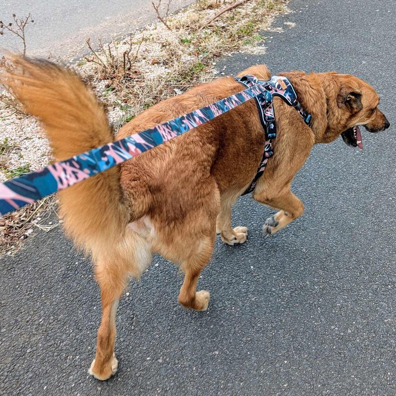 Savane dog leash