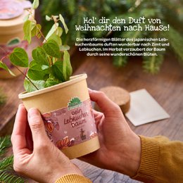 Lebkuchenbaum aus dem Becher