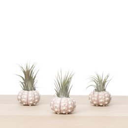 3x tillandsia søpindsvin (sputnik) skal