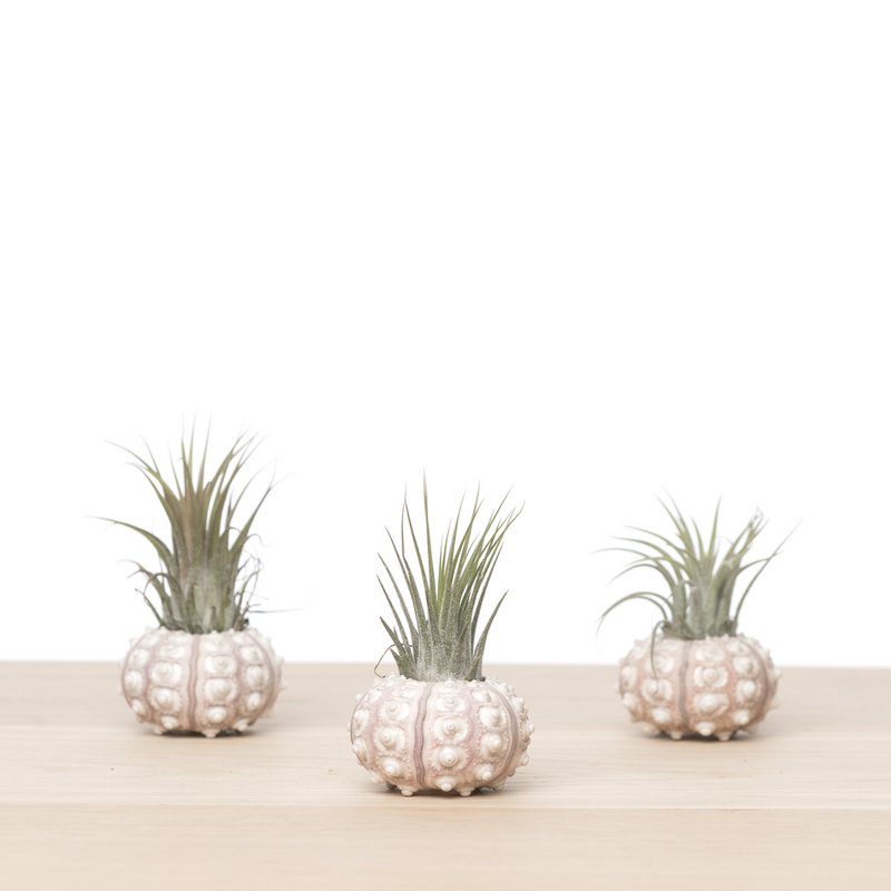 3x tillandsia søpindsvin (sputnik) skal